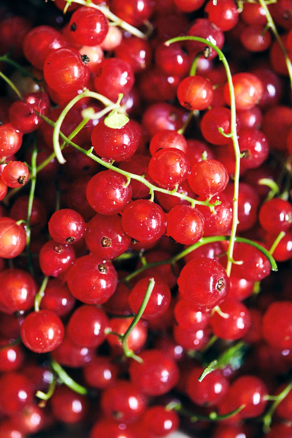 Close up of washed goose berries