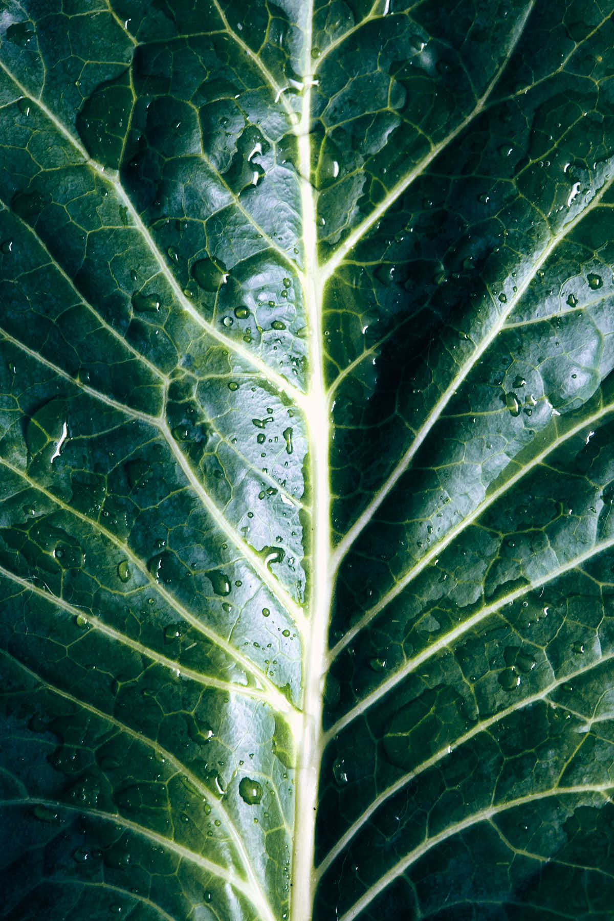 Close up of green collard leaf