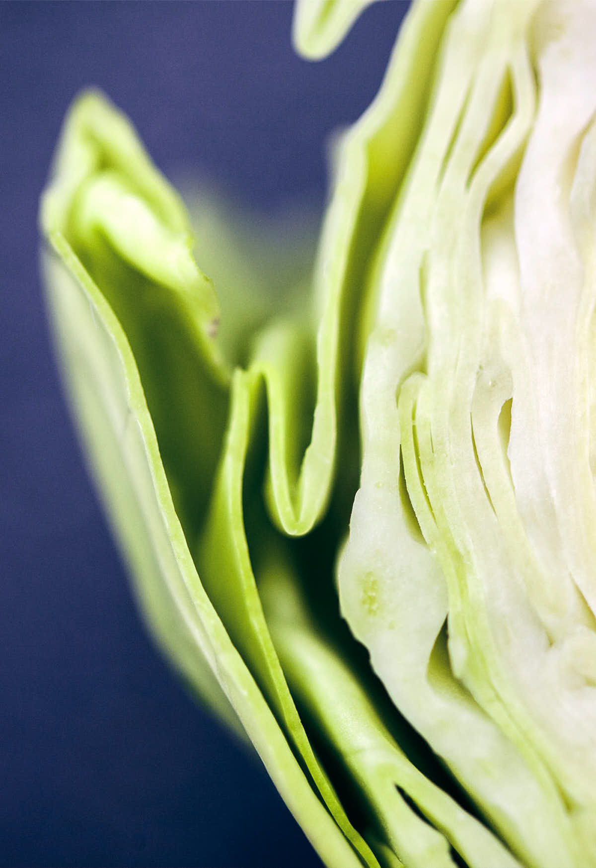 Green cabbage leaves close up