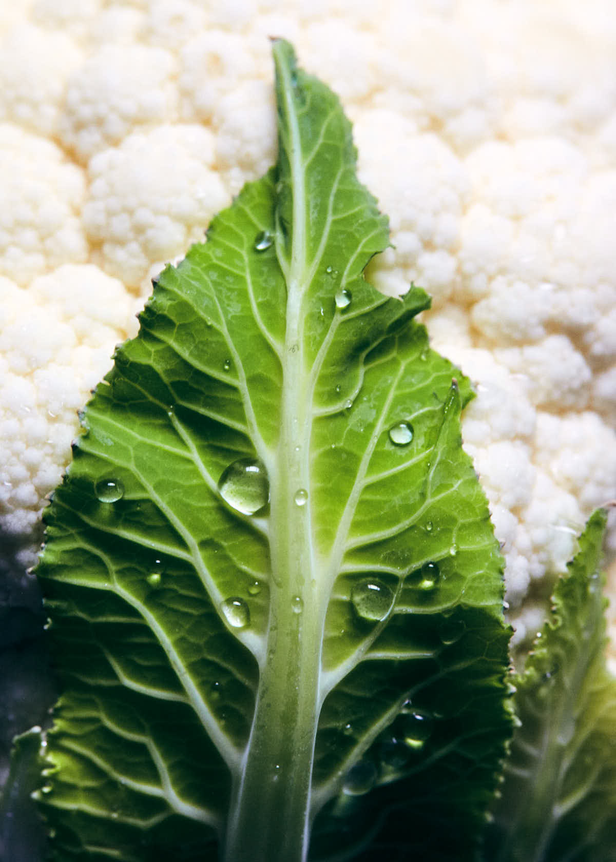Close up photo of cauliflower with water on leaf