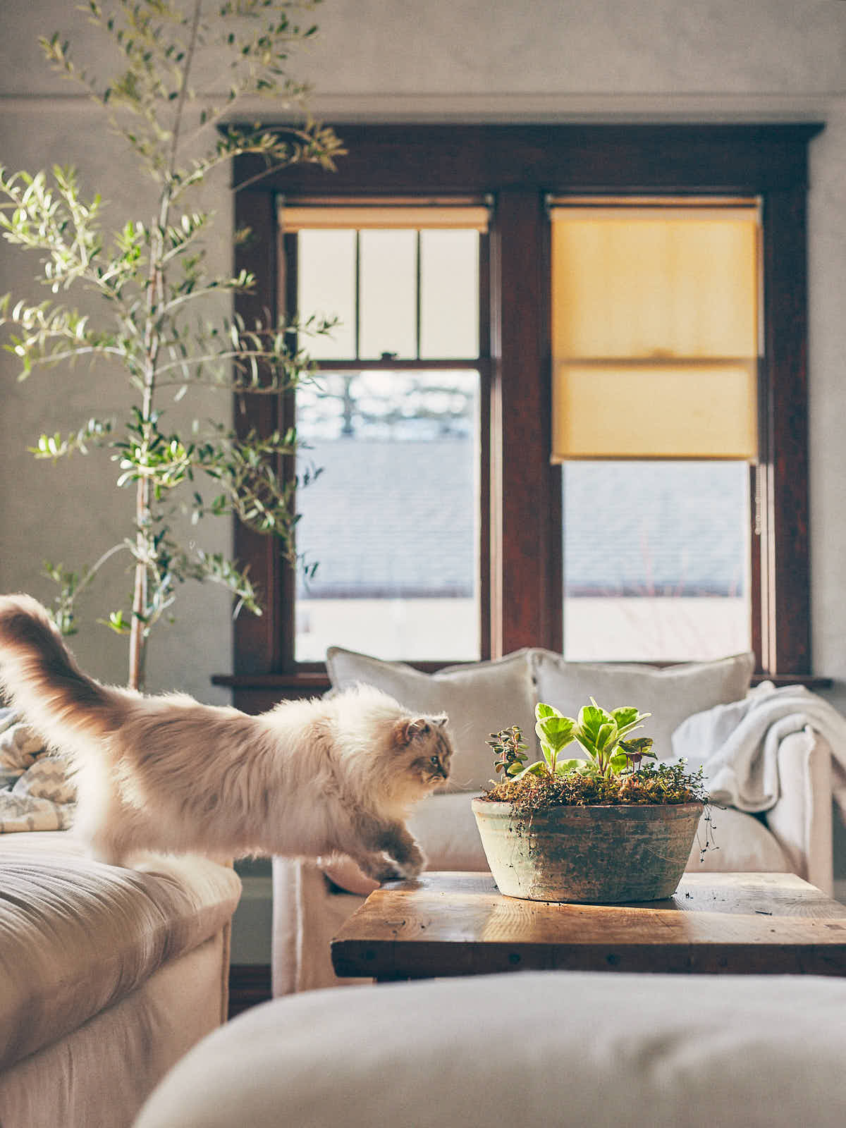 White Ragdoll cat jumping off couch onto coffee table with plant