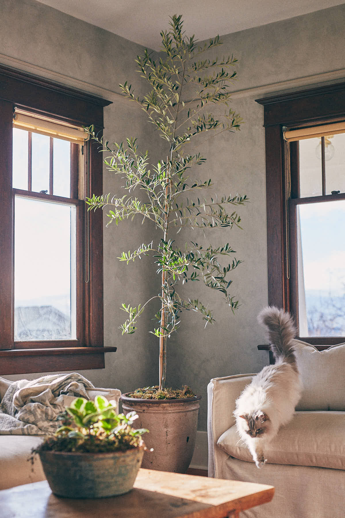 White Ragdoll cat jumping off slipcover couch in a living room with olive tree in background