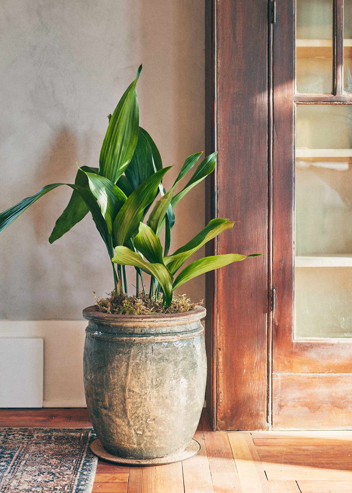 Cast iron plant in a clay planter beside a bookshelf