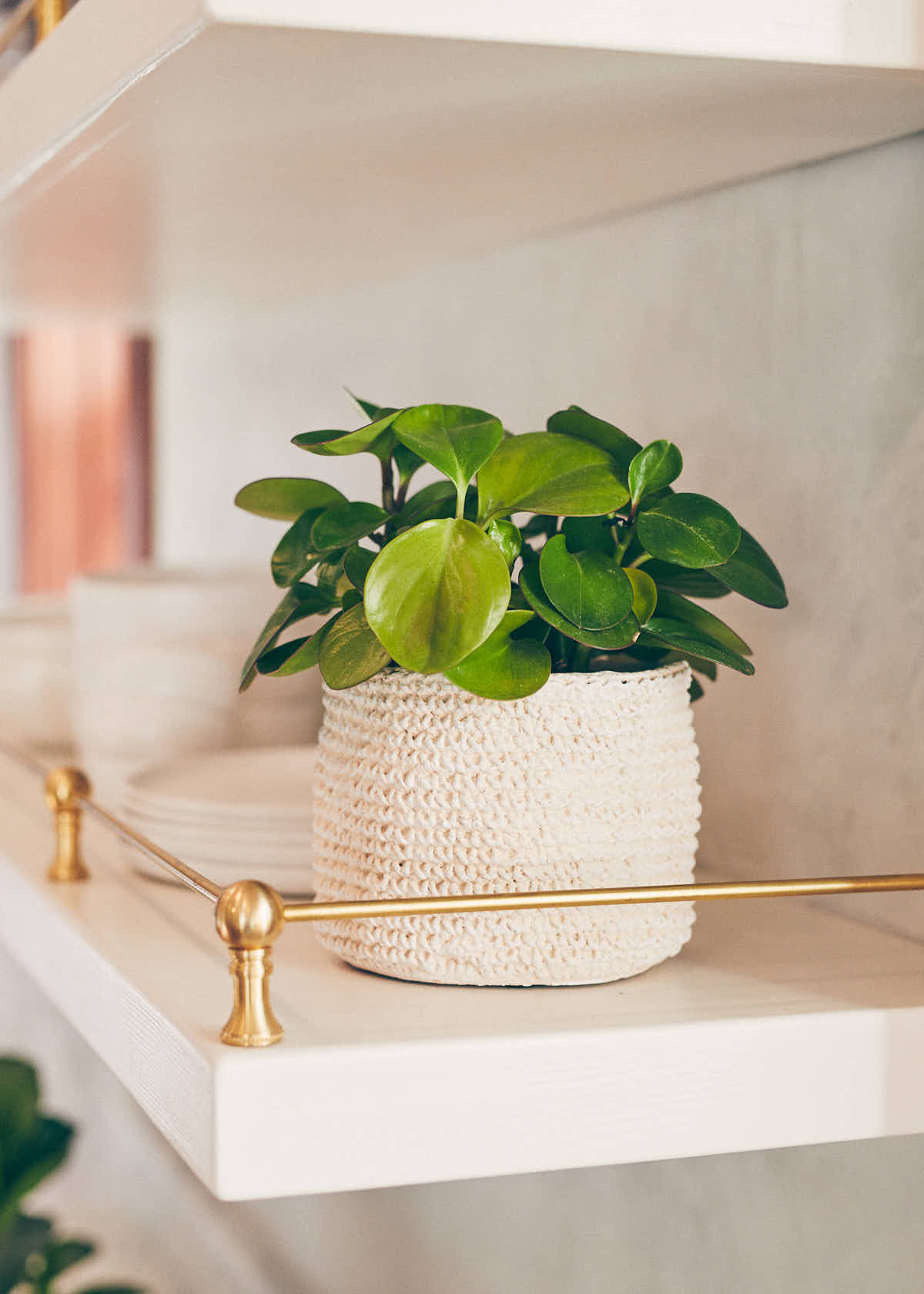 Baby Rubber Plant (Peperomia obtusifolia) in a white concrete textured planter on a floating kitchen shelf