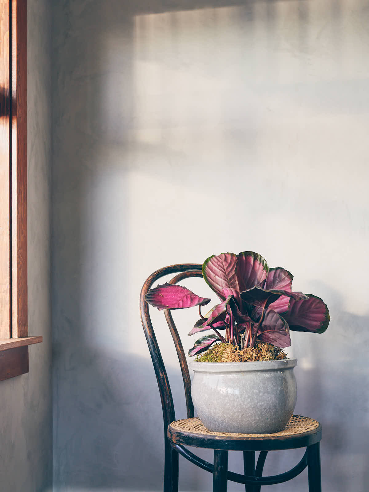 Rose Painted (Rosy) Calathea (Calathea roseopicta) in a light grey ceramic planter sitting on a bentwood chair in front of grey plaster wall