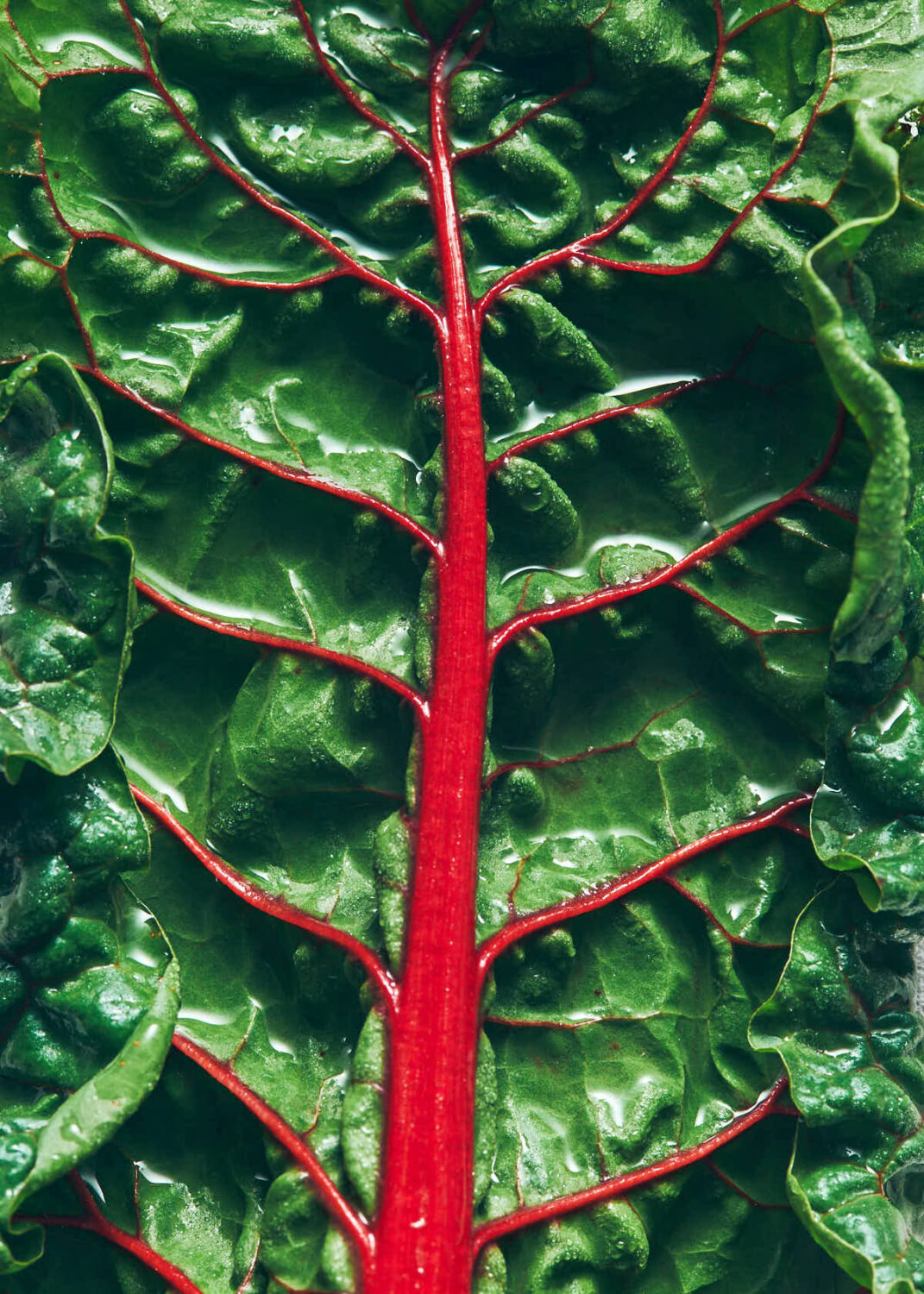 Close up of swiss chard with red stem after being washed