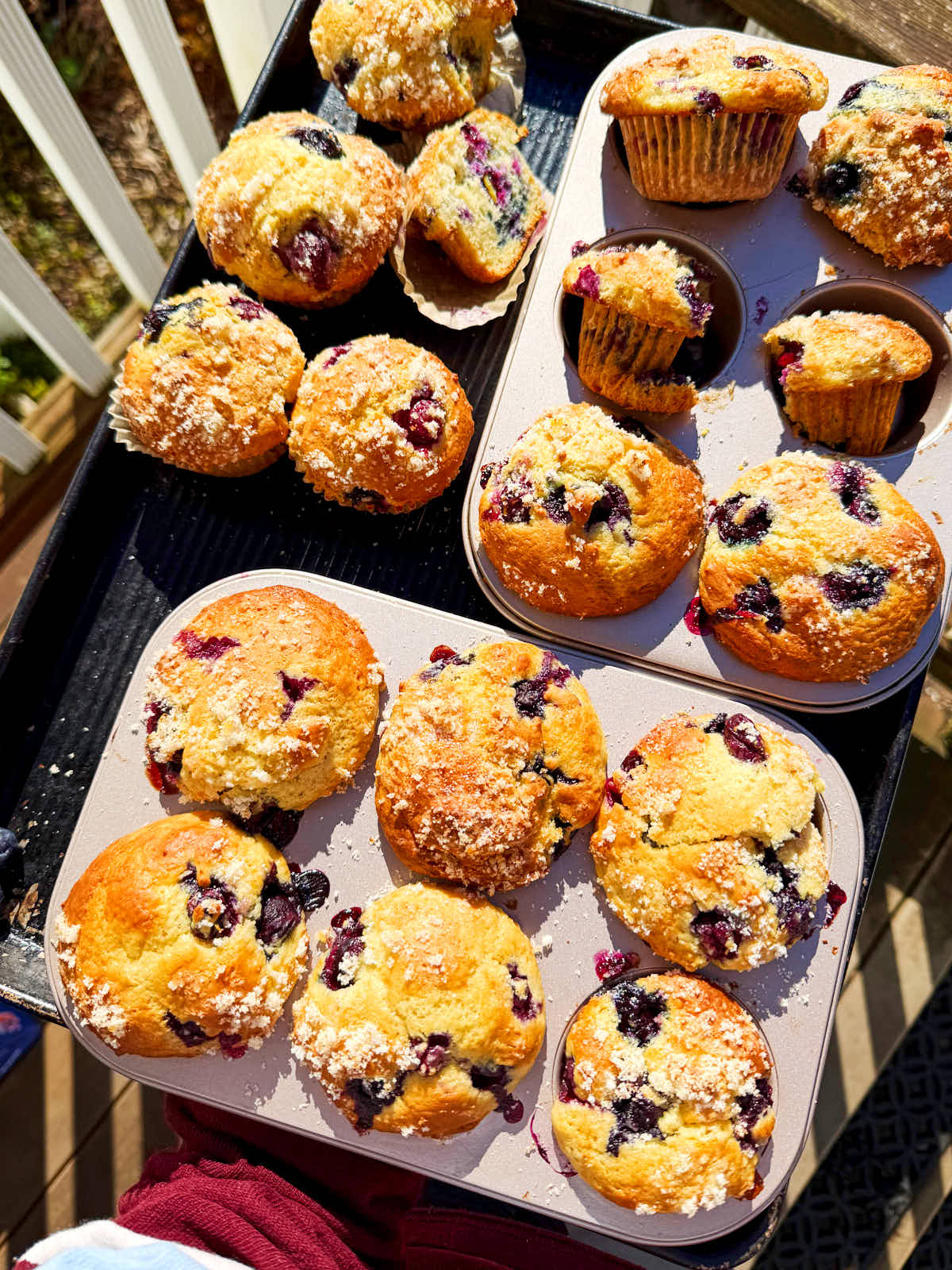 Blueberry Cottage Cheese Muffins fresh from the oven.